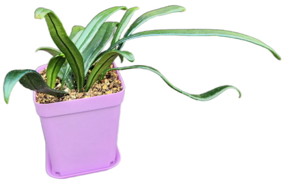 Microsorum thailandicum "Blue Oil Fern" (P001)