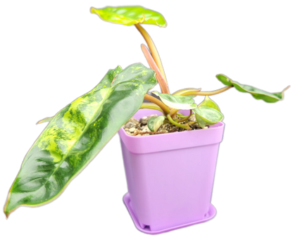 Philodendron billietiae *variegated* (B008)