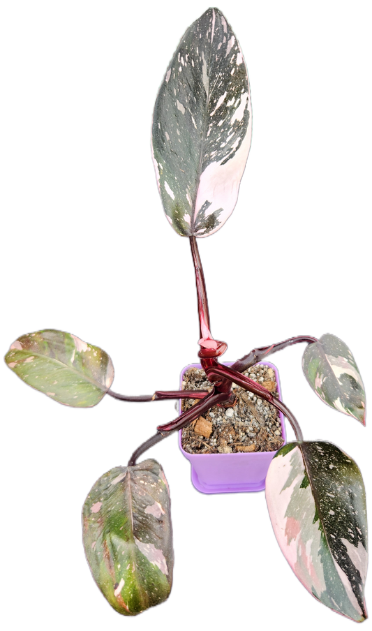 Philodendron "Red Anderson" (B011)