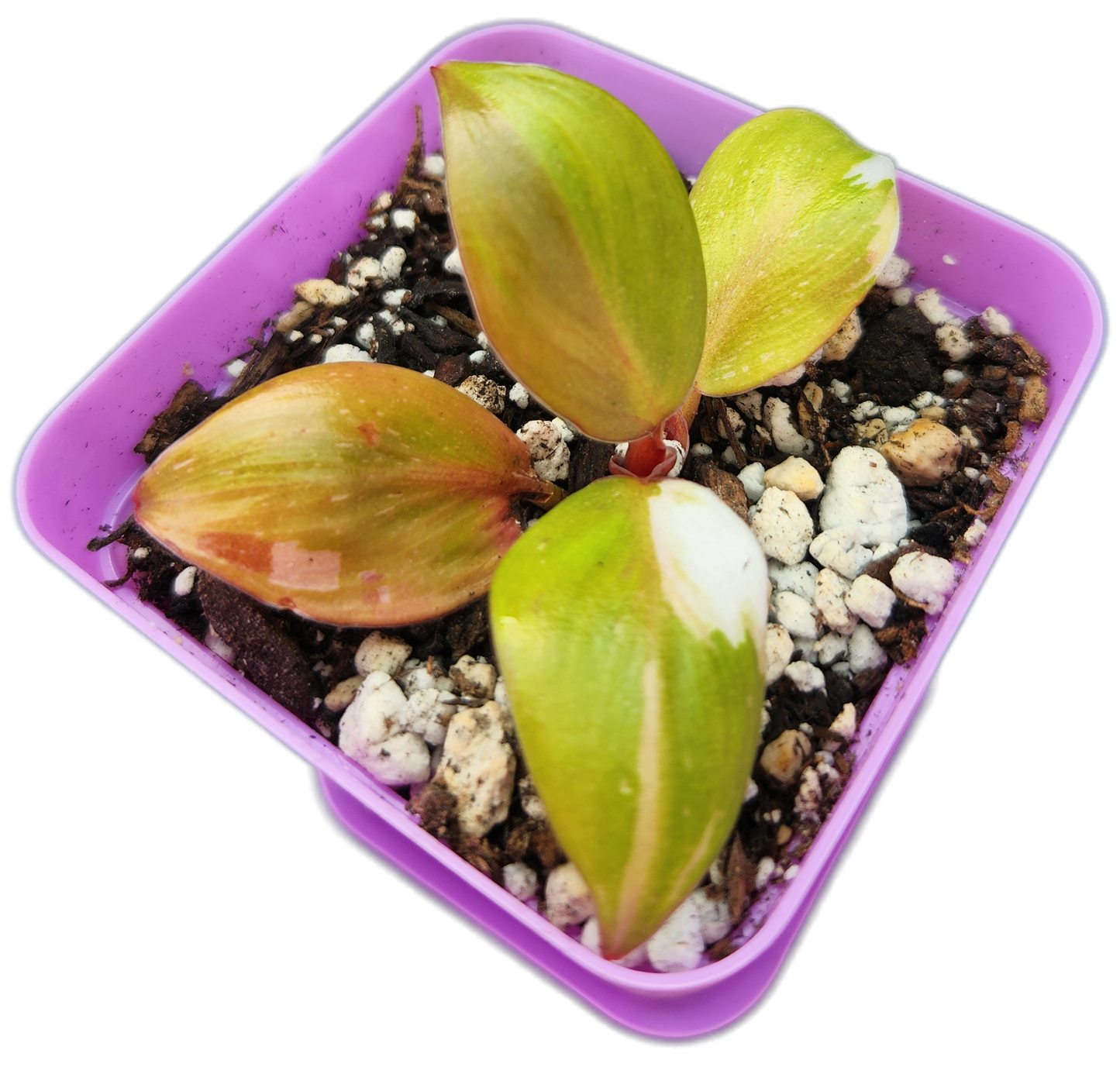 Philodendron "White Knight" (B006)