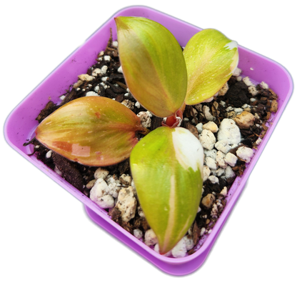 Philodendron "White Knight" (B006)