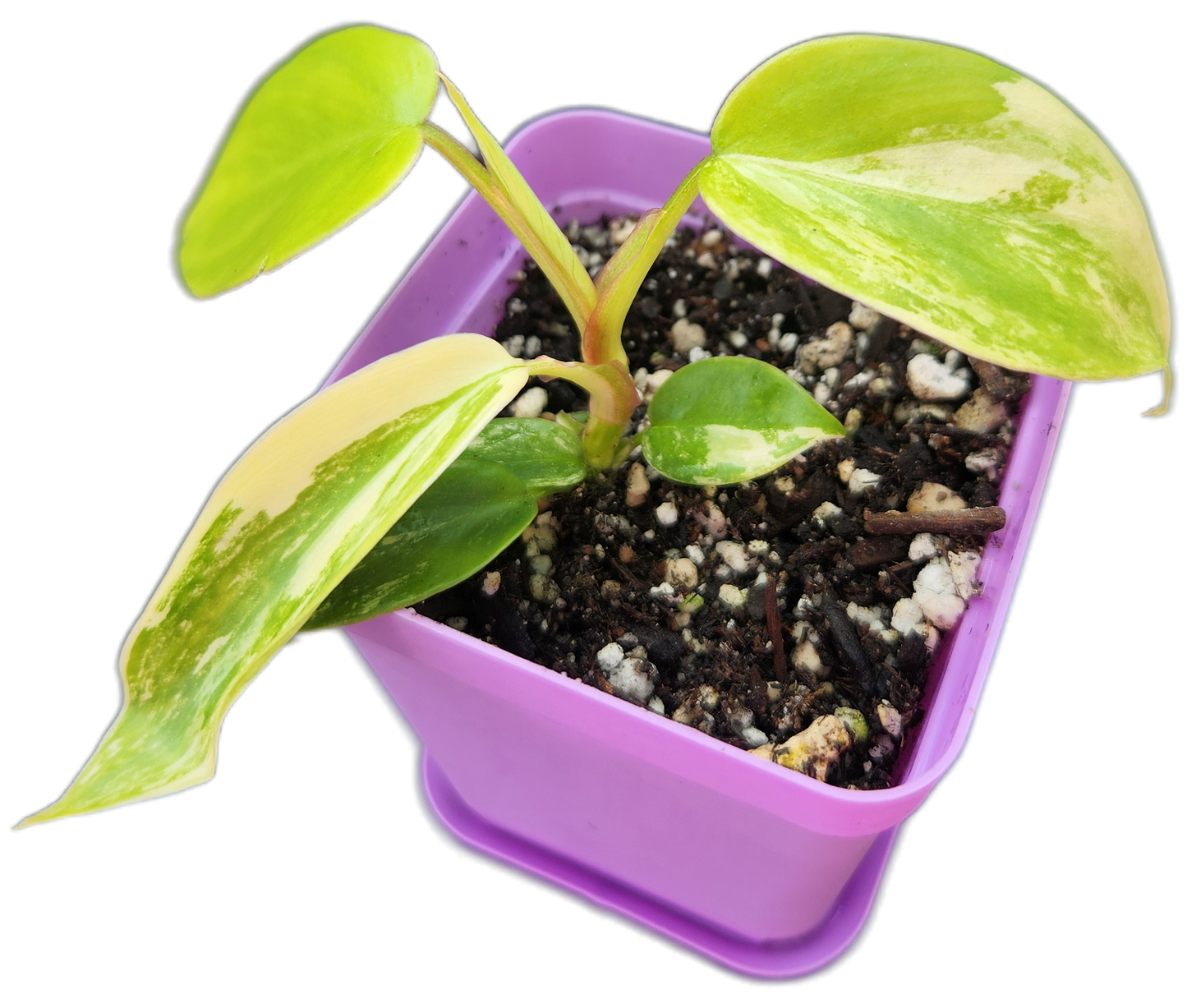 Philodendron "Florida Beauty" variegated (B003)