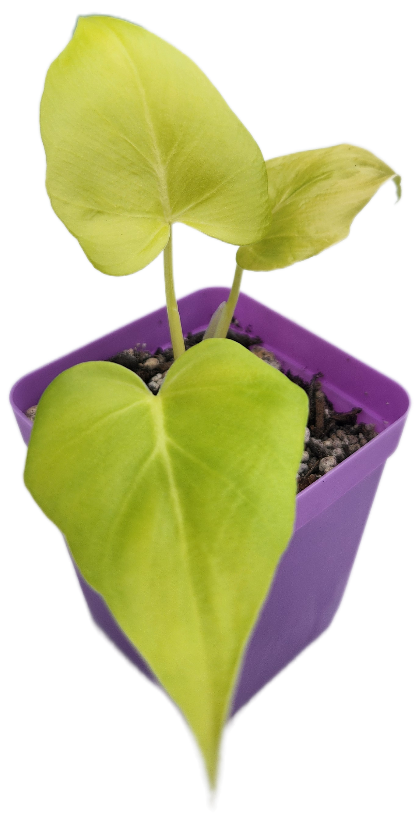 Philodendron warszewiczii (B005)