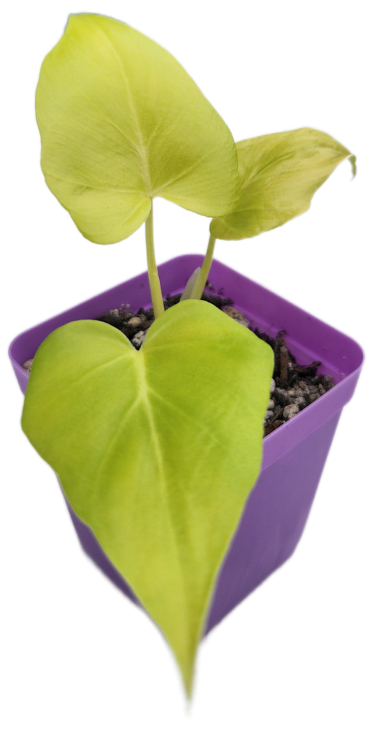 Philodendron warszewiczii (B005)