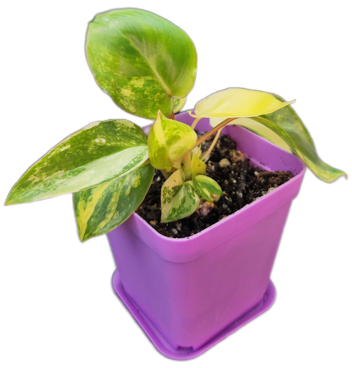 Philodendron "Burle Marx" variegated (B002)