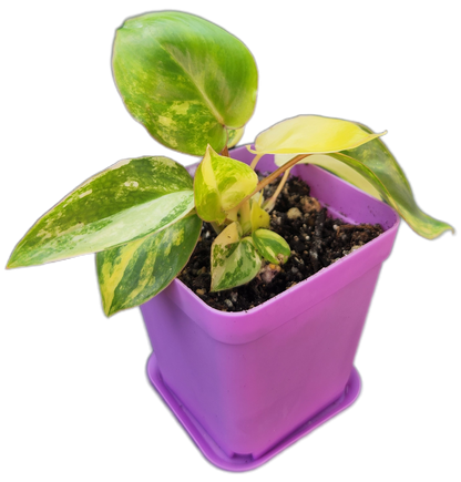 Philodendron "Burle Marx" variegated (B002)
