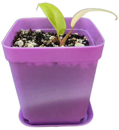 Philodendron "Florida Ghost" mint variegated (B004)