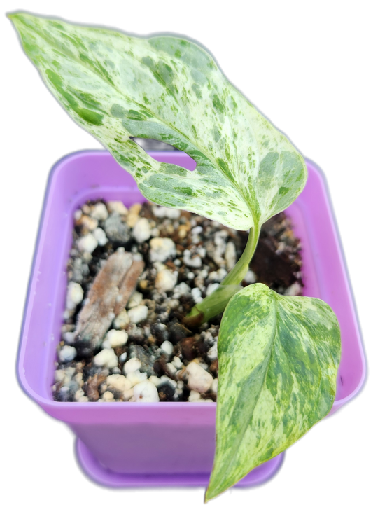 Monstera adansonii *mint variegated* (C002)
