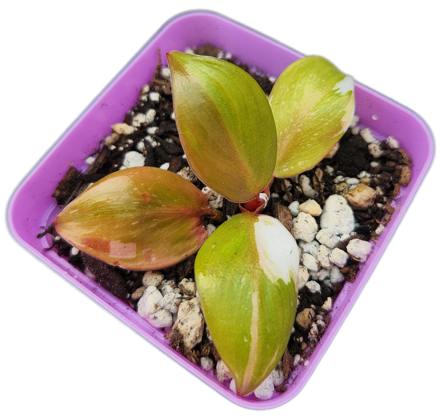 Philodendron "White Knight" (B006)