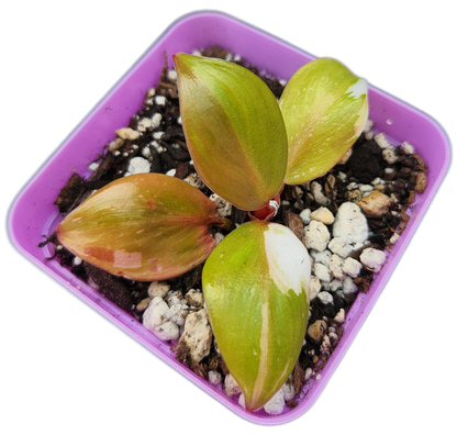Philodendron "White Knight" (B006)