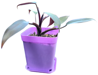 Philodendron "Black Cardinal" (B001)