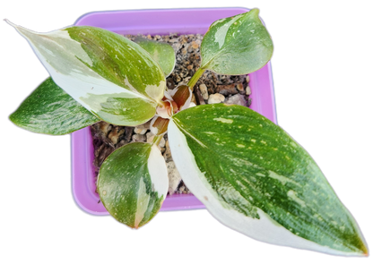 Philodendron "White Knight" (B003)