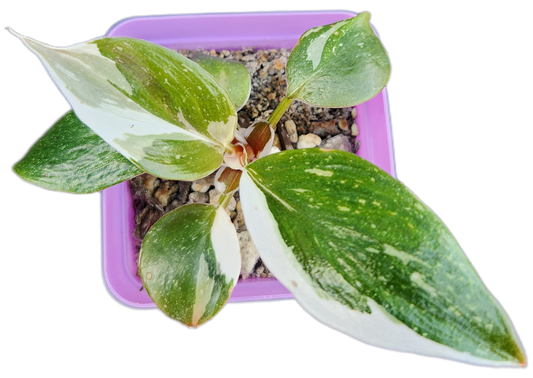 Philodendron "White Knight" (B003)