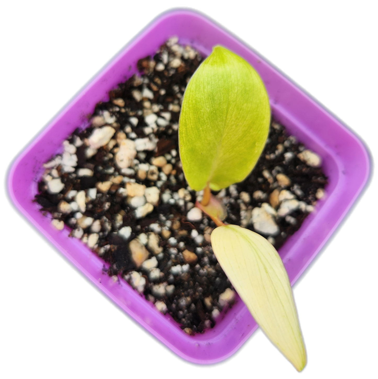 Philodendron "Florida Ghost" mint variegated (B004)