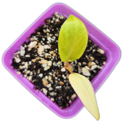 Philodendron "Florida Ghost" mint variegated (B004)