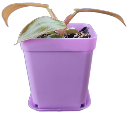 Philodendron "Florida Bronze" (B010)