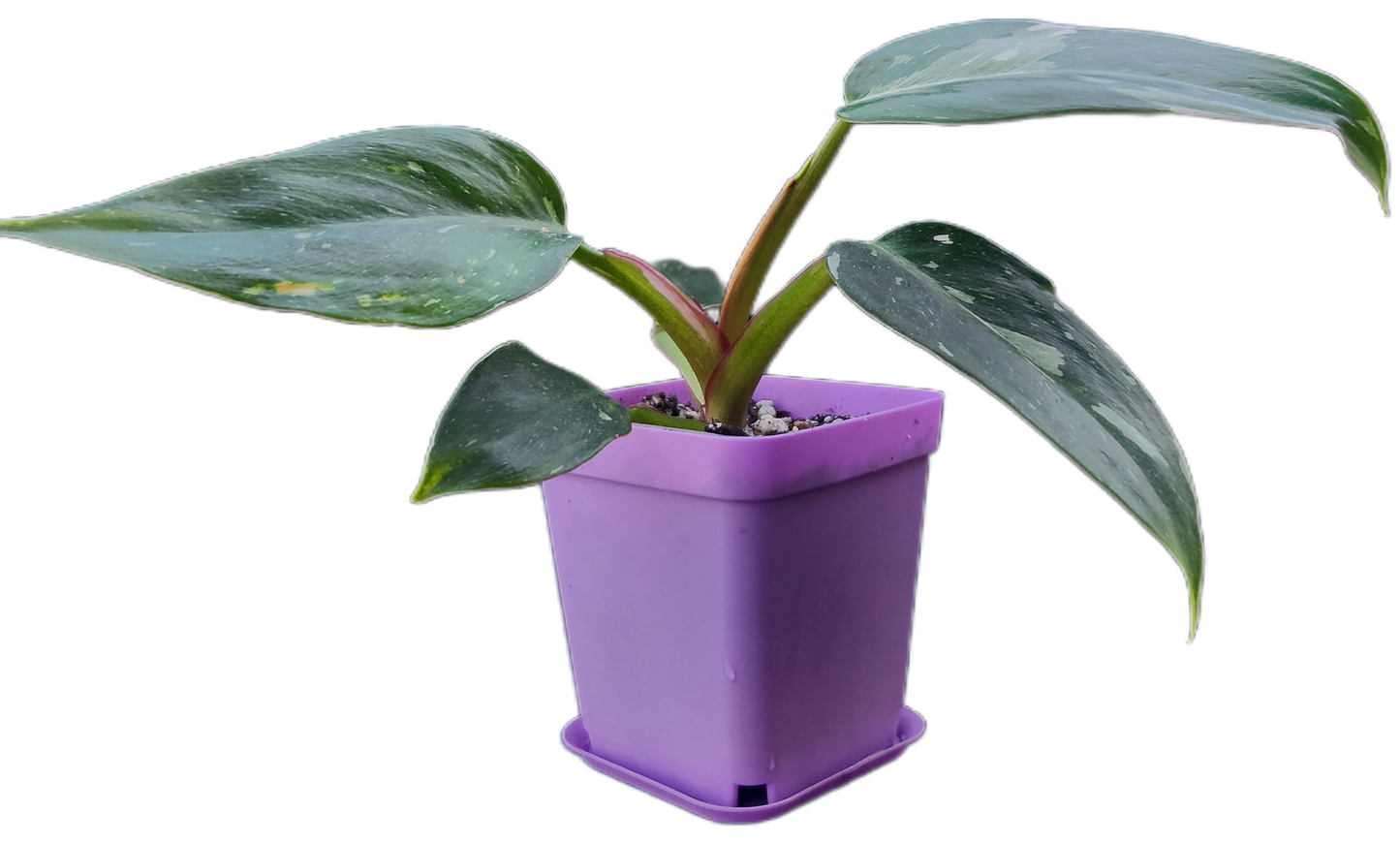 Philodendron "White Princess" (B007)