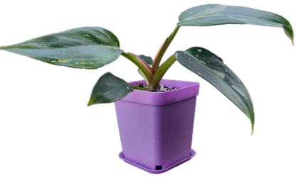 Philodendron "White Princess" (B007)