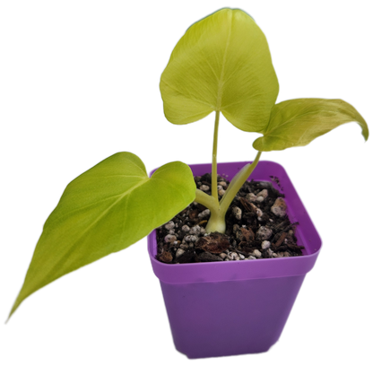 Philodendron warszewiczii (B005)