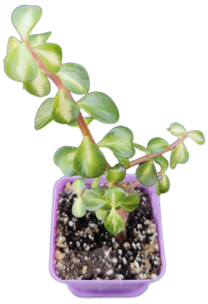 Portulacaria afra 'Medio-picta' (Midstripe Rainbow Bush) (Q001)