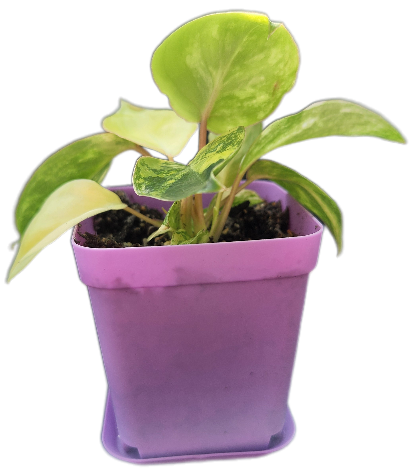 Philodendron "Burle Marx" variegated (B002)