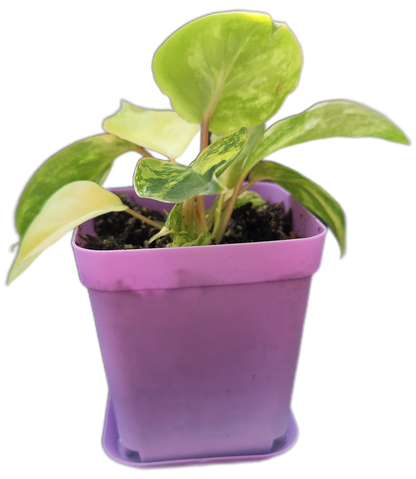 Philodendron "Burle Marx" variegated (B002)
