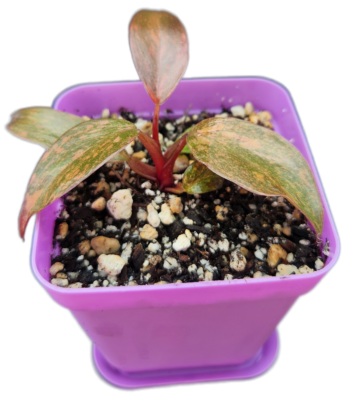 Philodendron "Orange Princess" (B011)