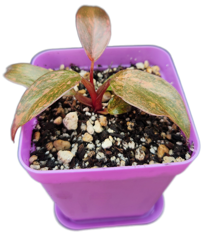 Philodendron "Orange Princess" (B011)