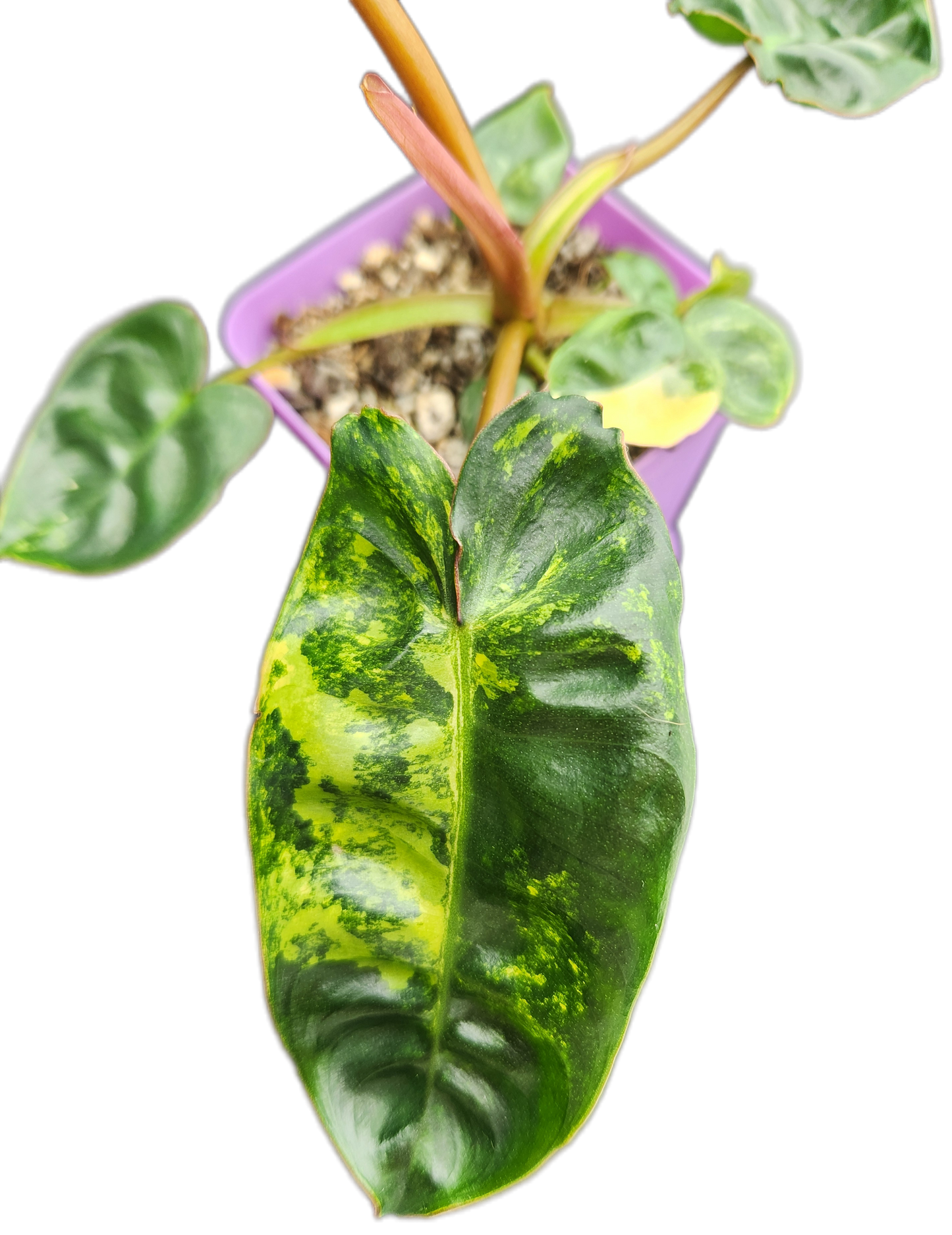 Philodendron billietiae *variegated* (B008)