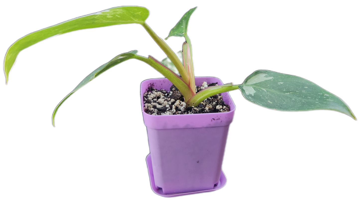Philodendron "White Princess" (B007)