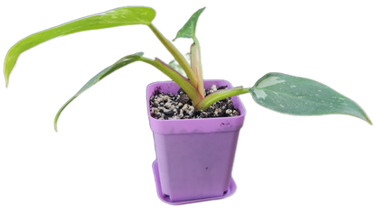 Philodendron "White Princess" (B007)