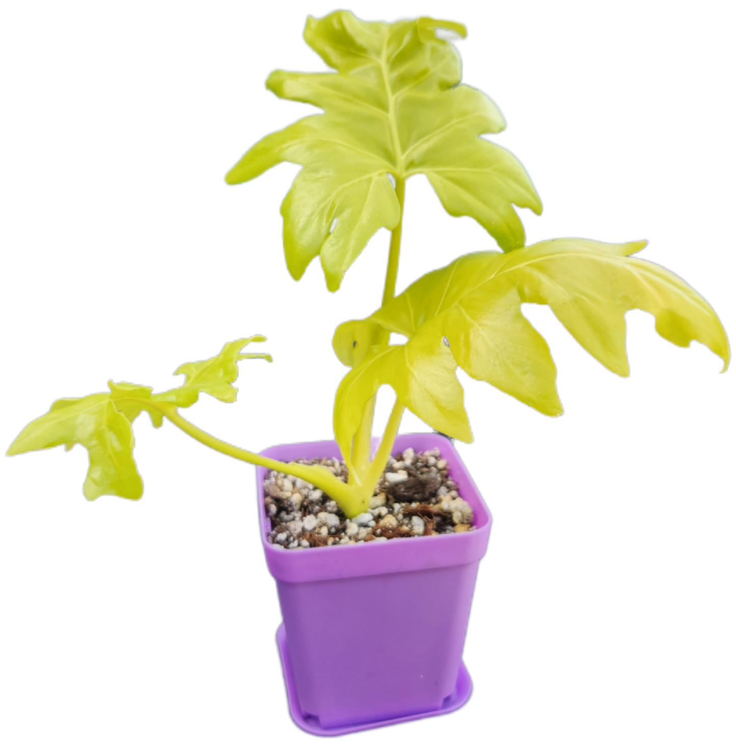 Philodendron warszewiczii (B006)