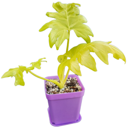 Philodendron warszewiczii (B006)