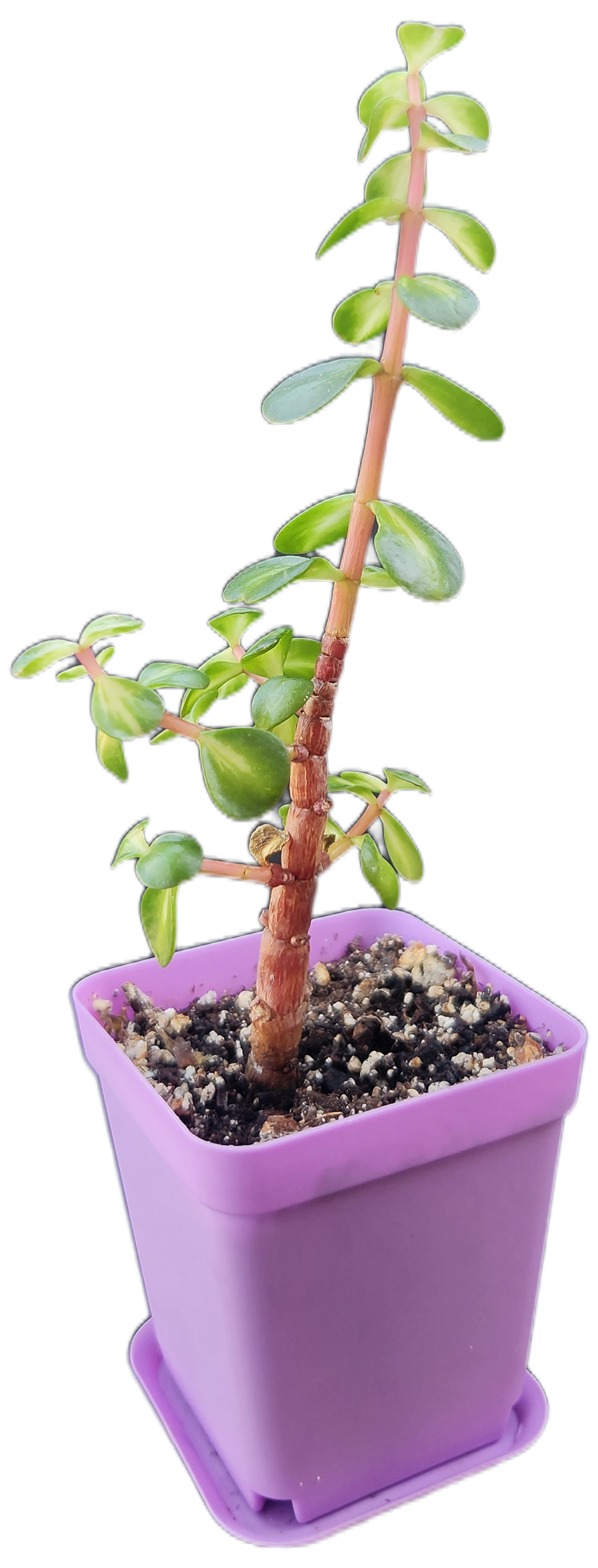 Portulacaria afra 'Medio-picta' (Midstripe Rainbow Bush) (Q001)