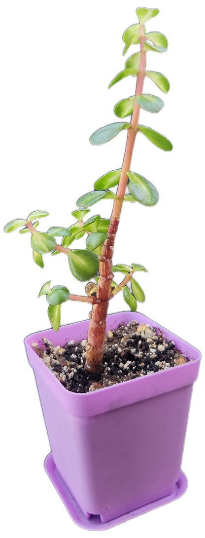 Portulacaria afra 'Medio-picta' (Midstripe Rainbow Bush) (Q001)