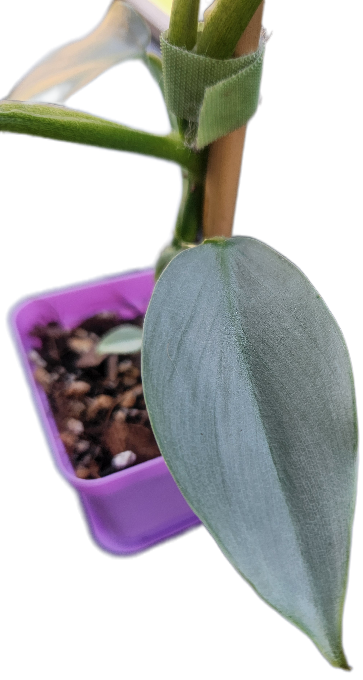 Philodendron "Silver Sword" (B005)