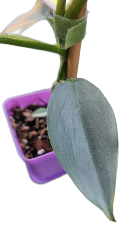 Philodendron "Silver Sword" (B005)