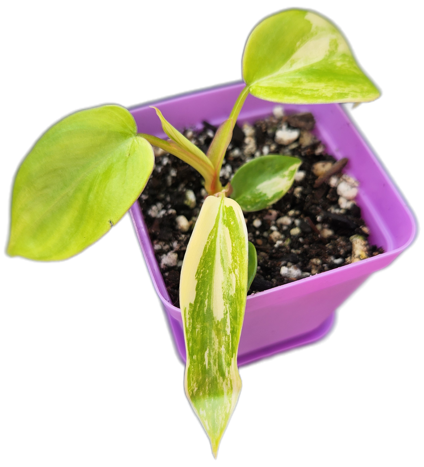 Philodendron "Florida Beauty" variegated (B003)