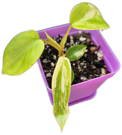 Philodendron "Florida Beauty" variegated (B003)