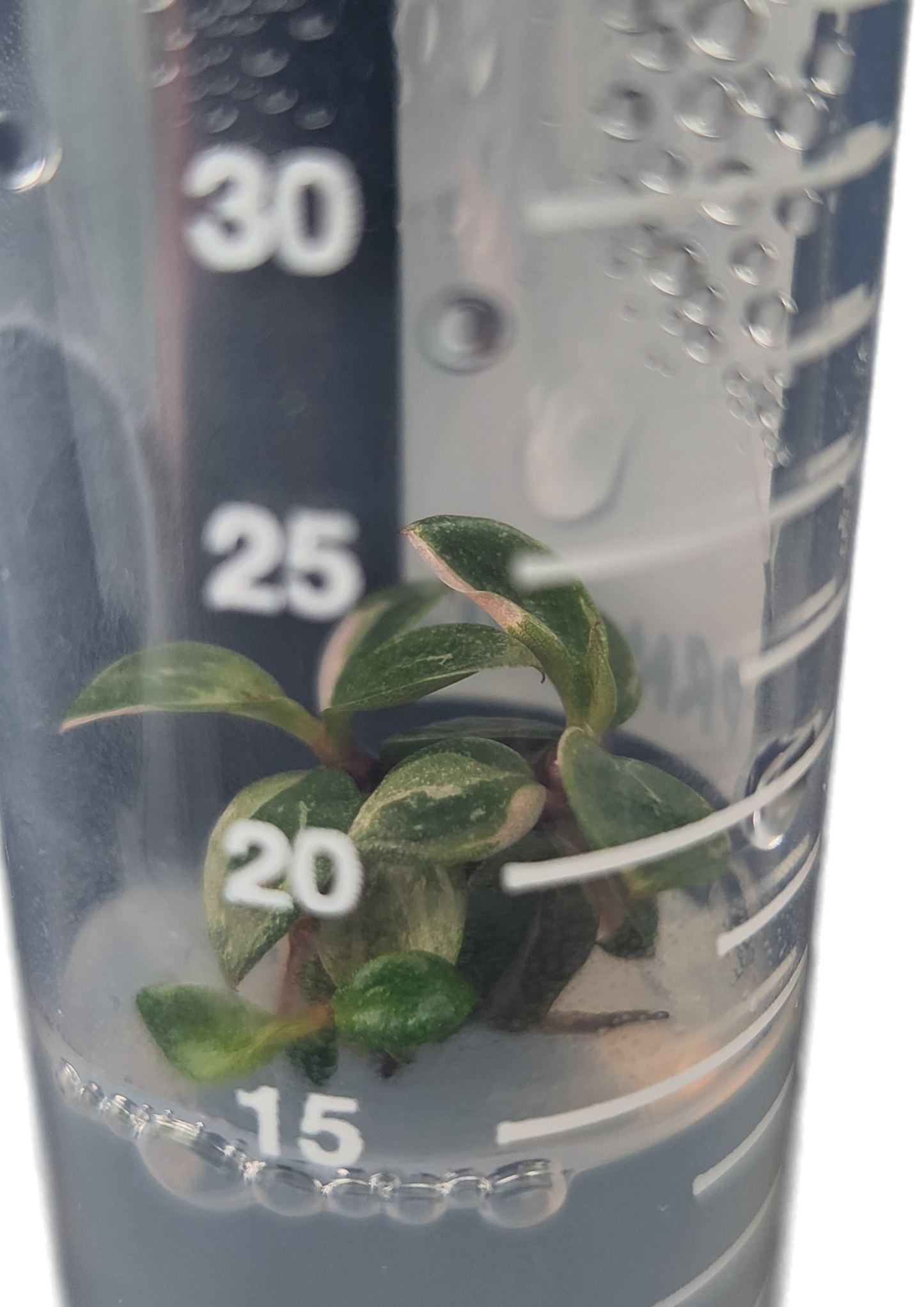 Philodendron "Pink Princess" Tissue Culture