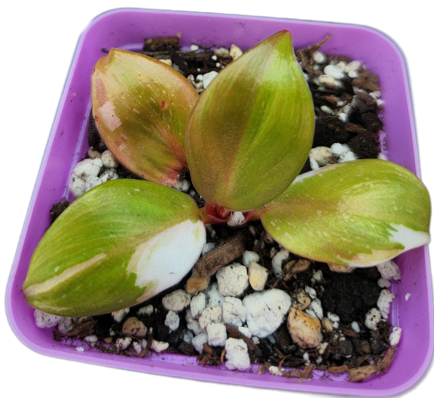 Philodendron "White Knight" (B006)