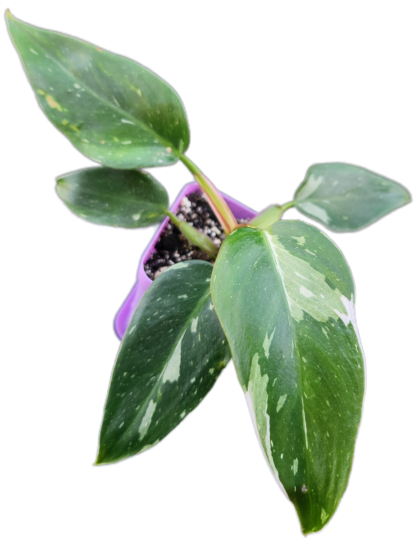 Philodendron "White Princess" (B007)