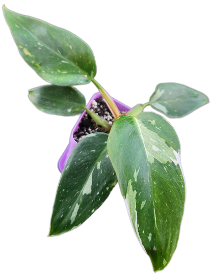 Philodendron "White Princess" (B007)
