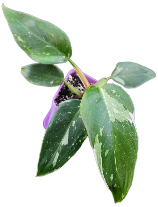 Philodendron "White Princess" (B007)