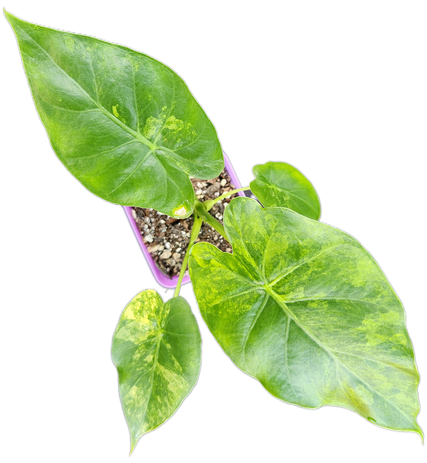Alocasia gageana *aurea variegated* (A005)