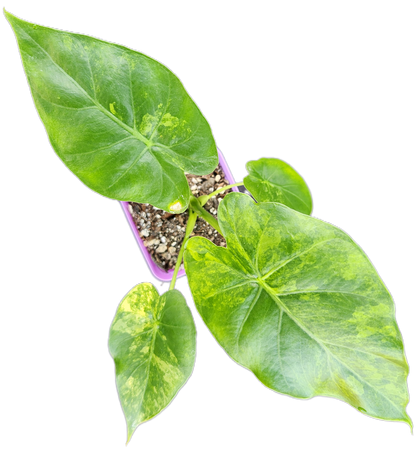 Alocasia gageana *aurea variegated* (A005)