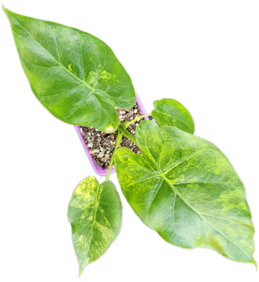 Alocasia gageana *aurea variegated* (A005)