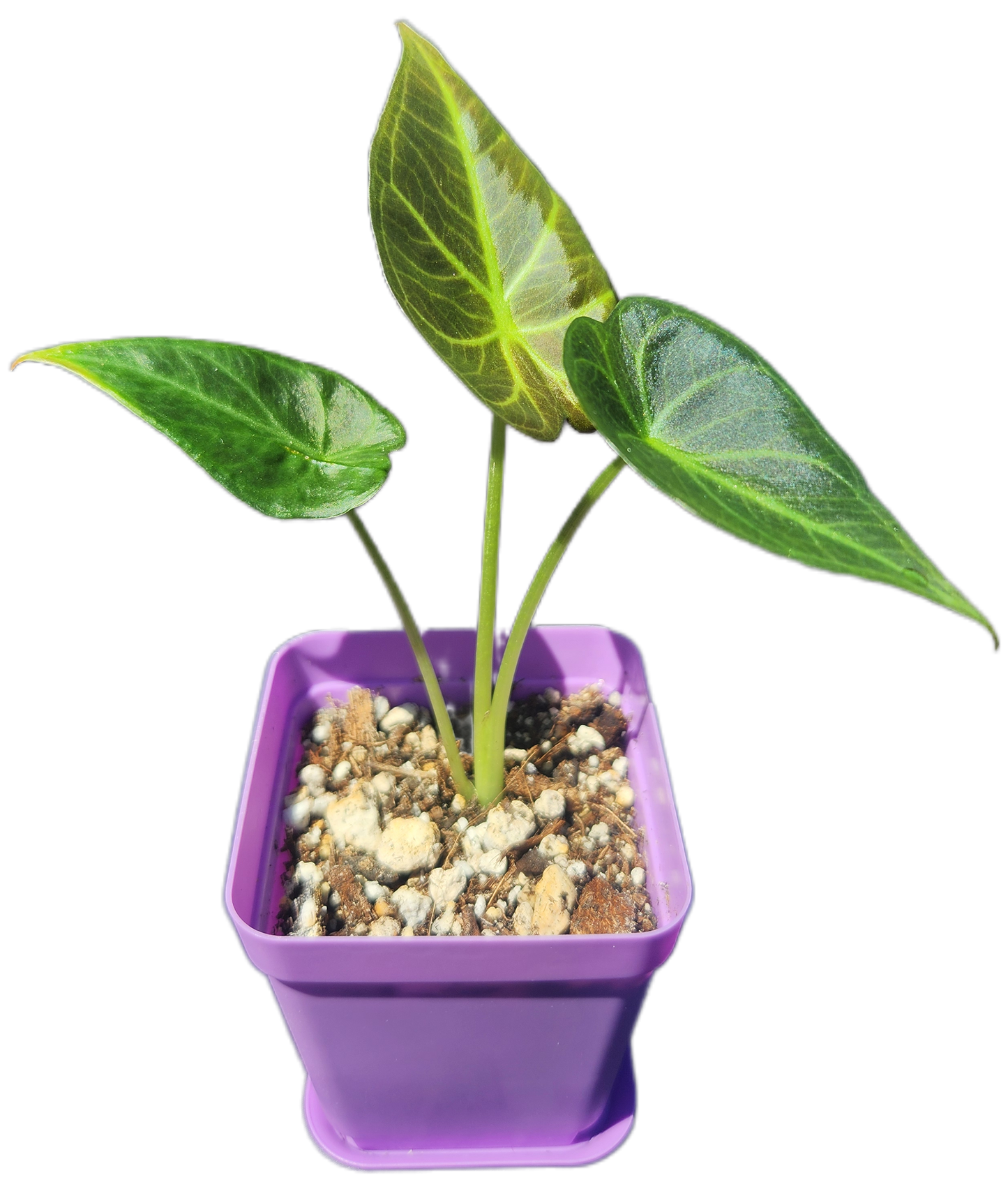 Alocasia "Regal Shield" (A004)