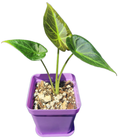 Alocasia "Regal Shield" (A004)