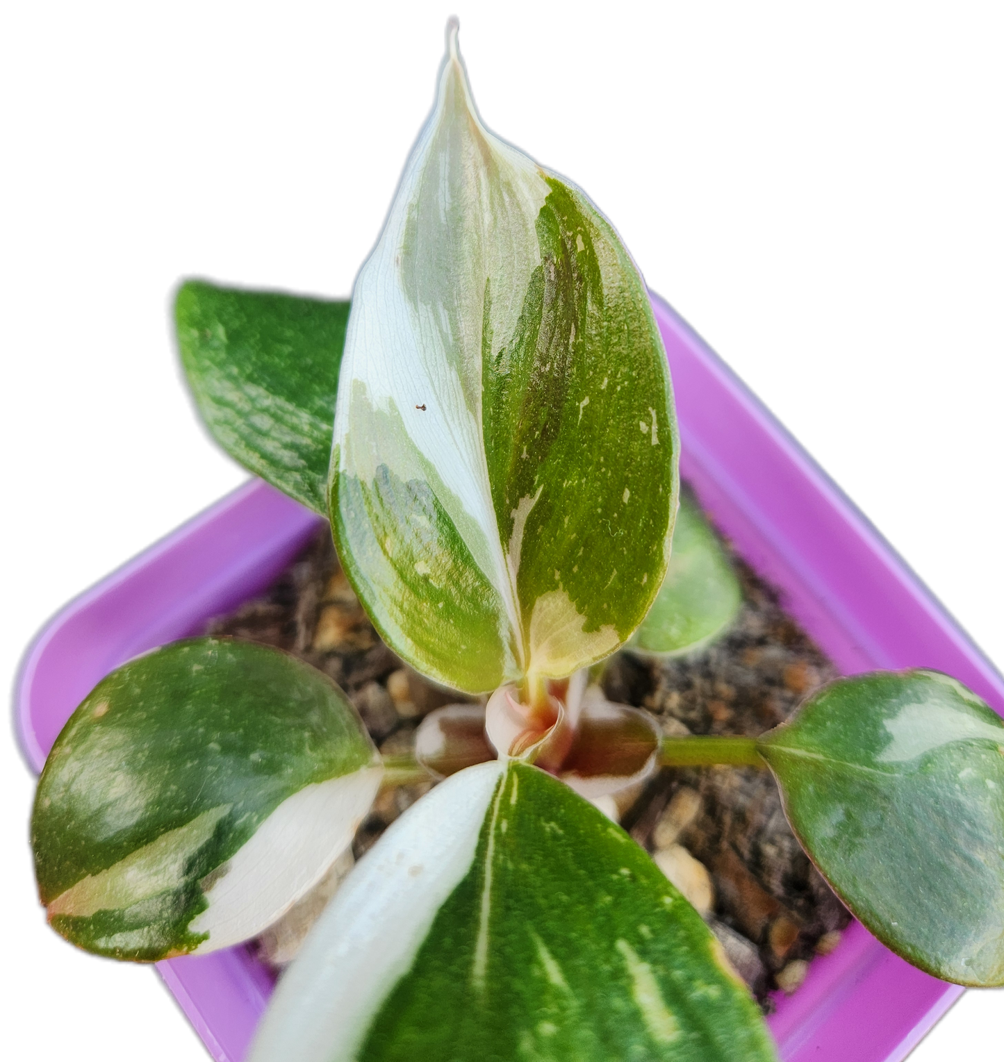 Philodendron "White Knight" (B003)